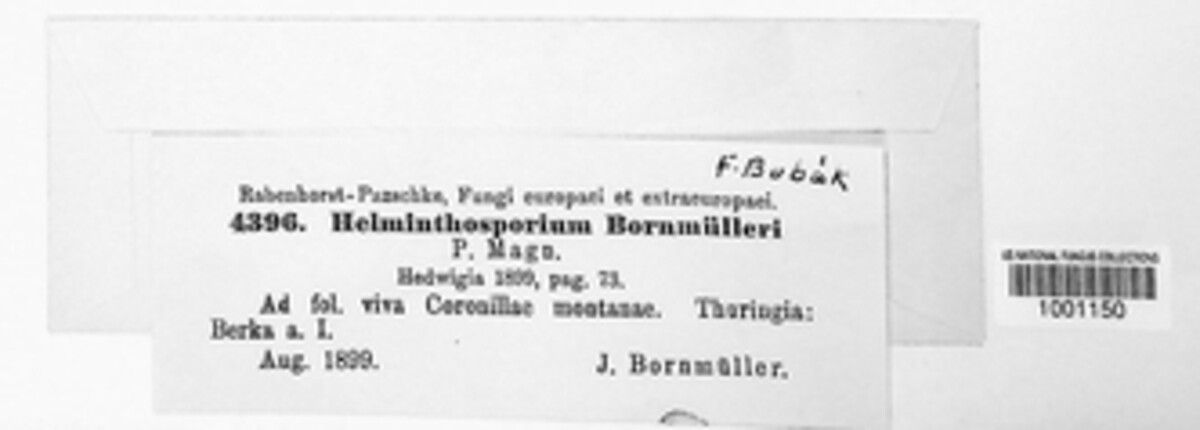 Alternaria bornmuelleri image